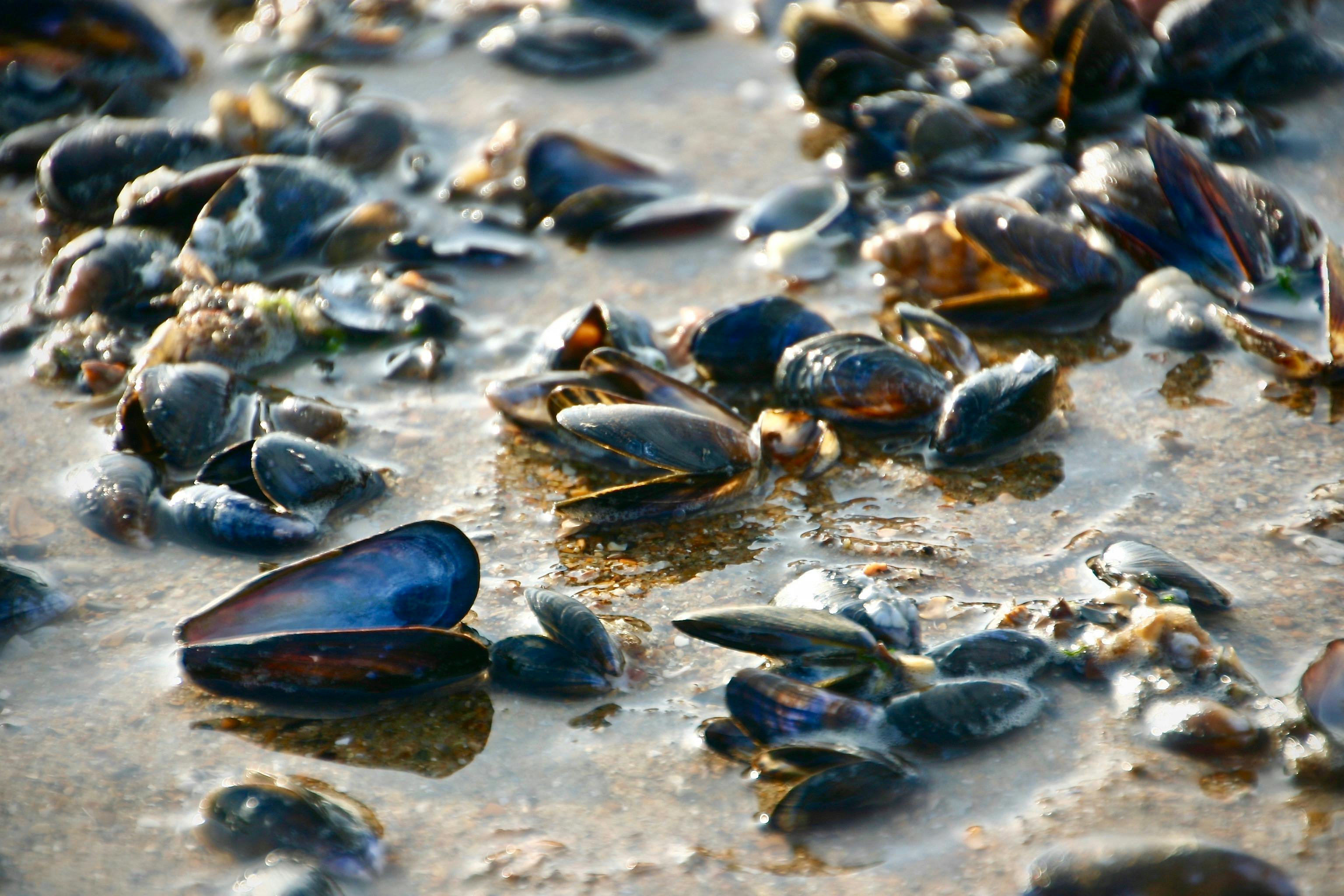 Kostenloses Foto Zum Thema Muschel Muscheln Nordsee