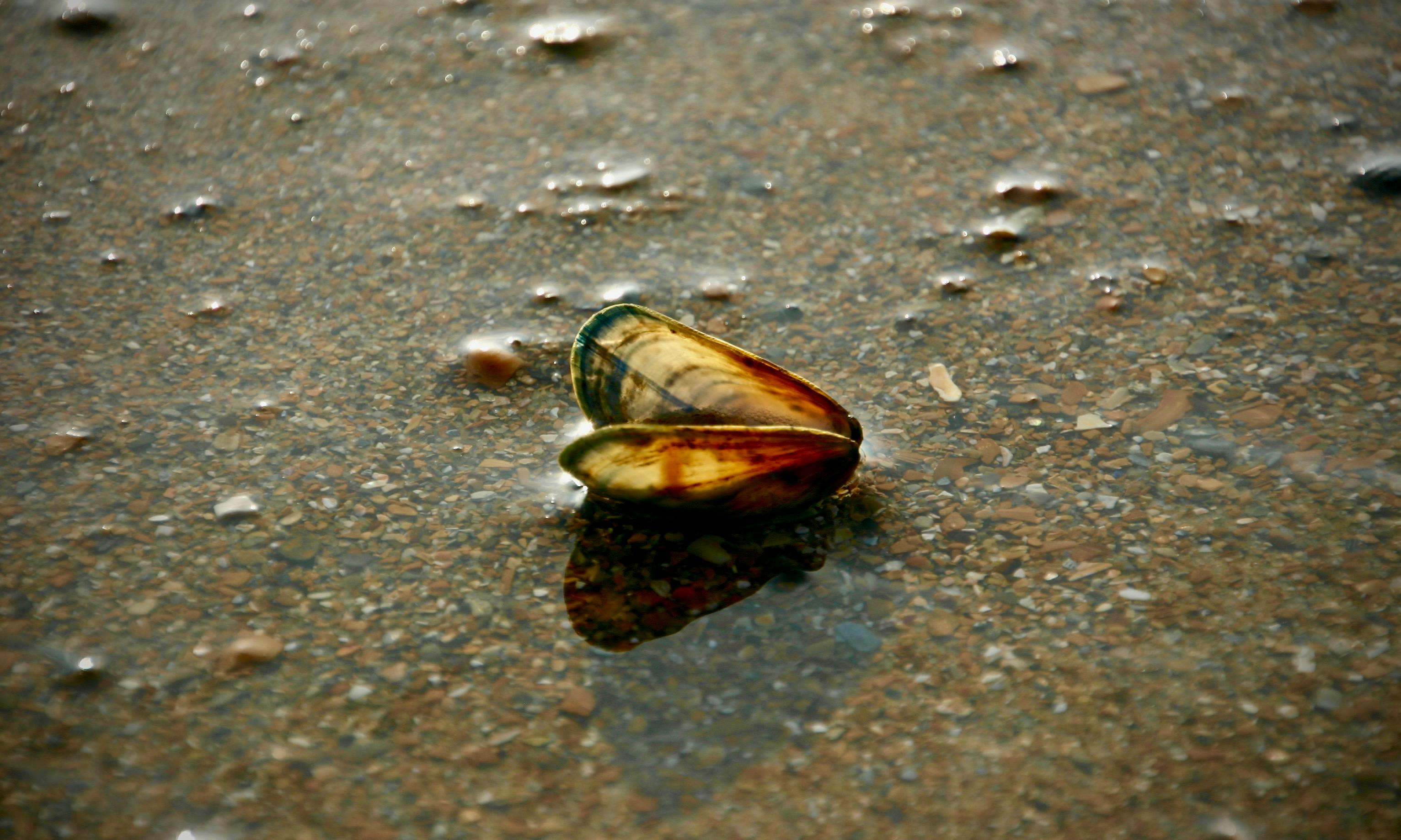 Kostenloses Foto Zum Thema Meeresfruchte Muscheln Nordsee