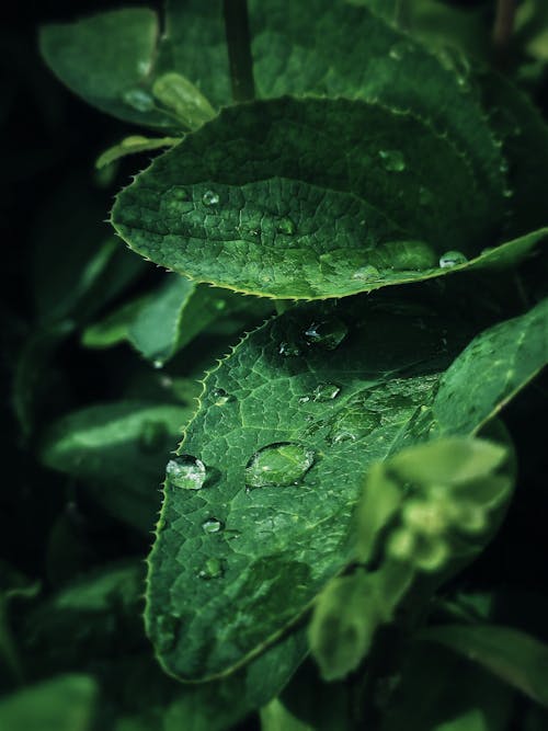 Water Droplets on Green Leaves