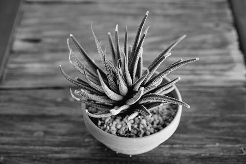 Grayscale Photography of Potted Plant on Wooden Surface