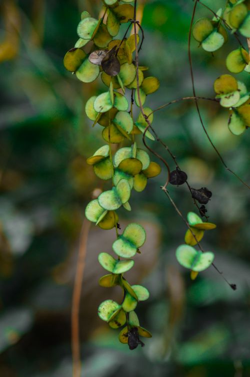 Free Detailed shot of green climbing vines with a blurred background, showcasing natural beauty. Stock Photo