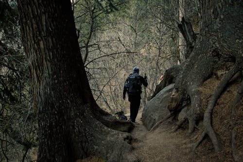 Free A Man Hiking a Forest Stock Photo