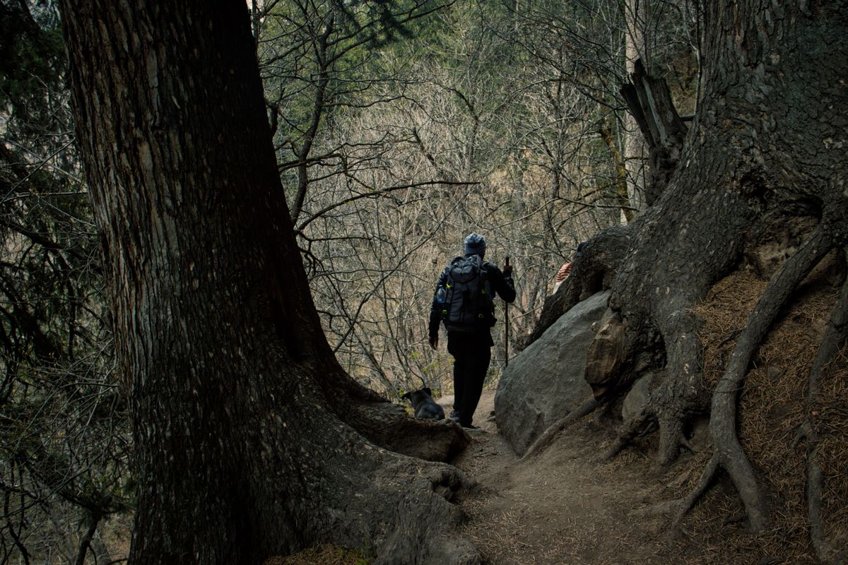 A hiker with a backpack and walking pole navigates a shaded forest trail between large tree roots