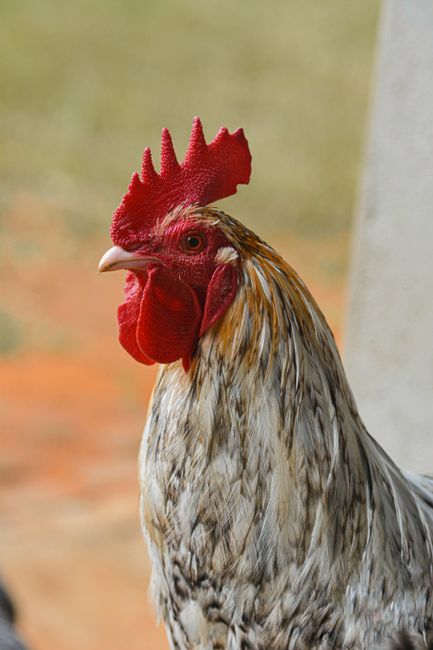 Detailed close-up of a rooster with vibrant plumage and red comb, standing outdoors. — Rooster of Barcelos, Portugal.