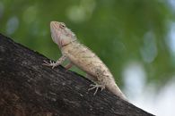 lizarad