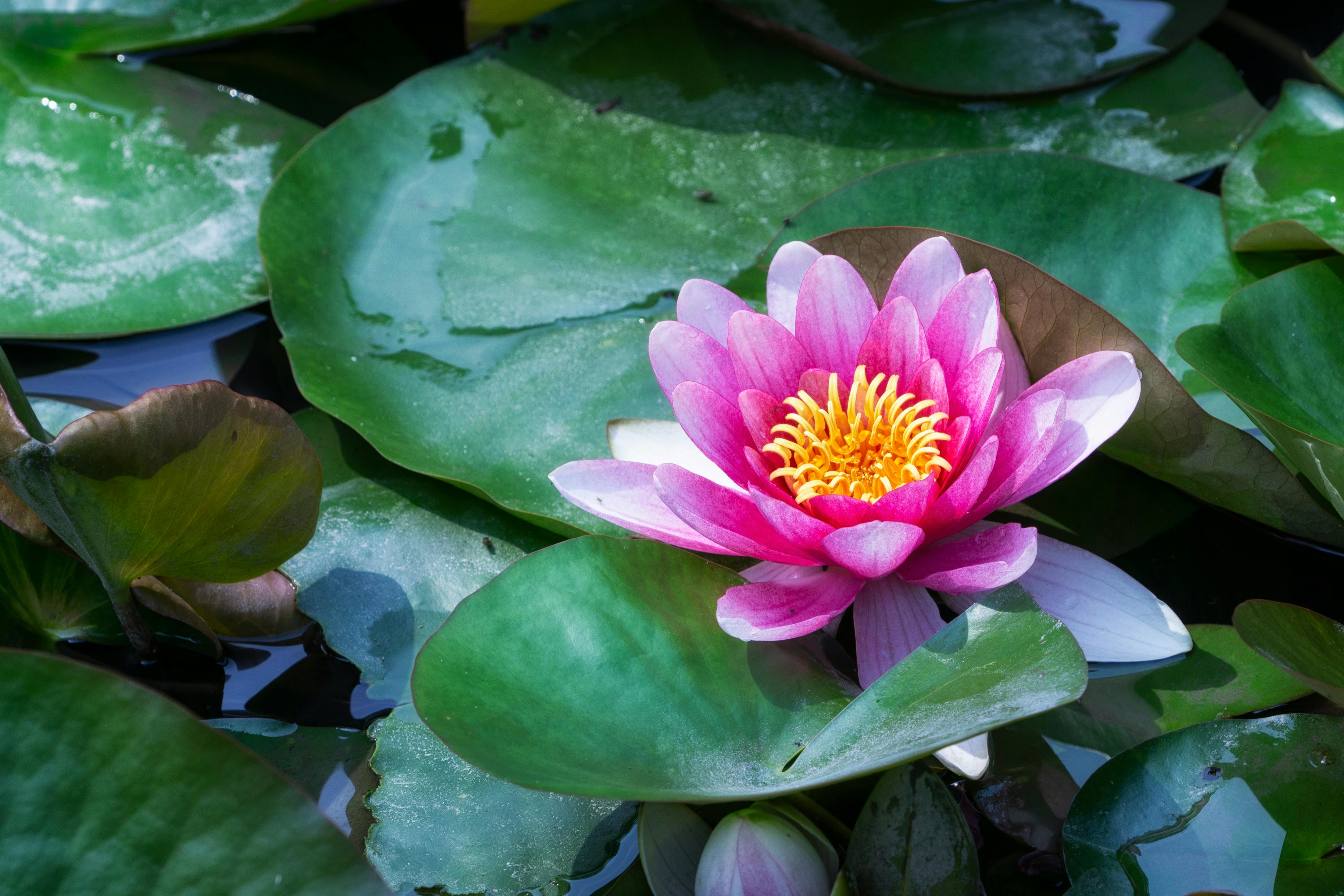 Free stock photo of aquatic, aquatic plant, bloom