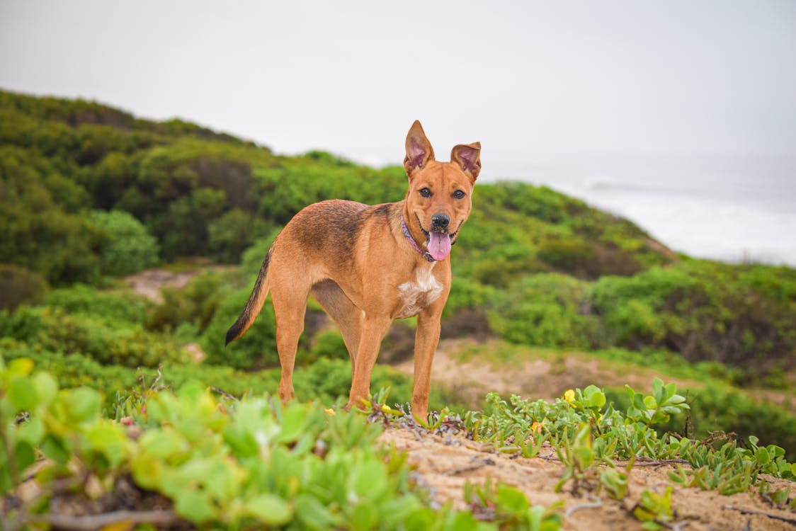 Free Dog in the dunes Stock Photo