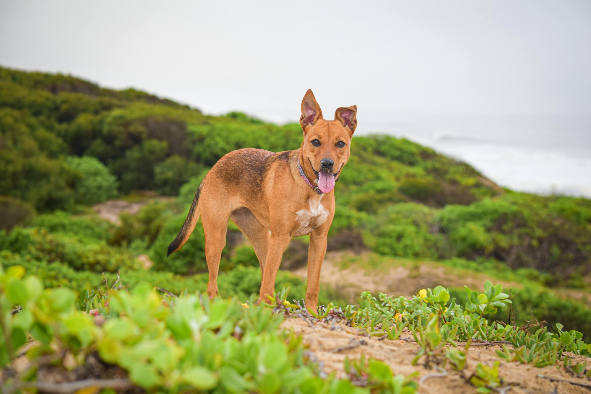 Foto av en brun hund