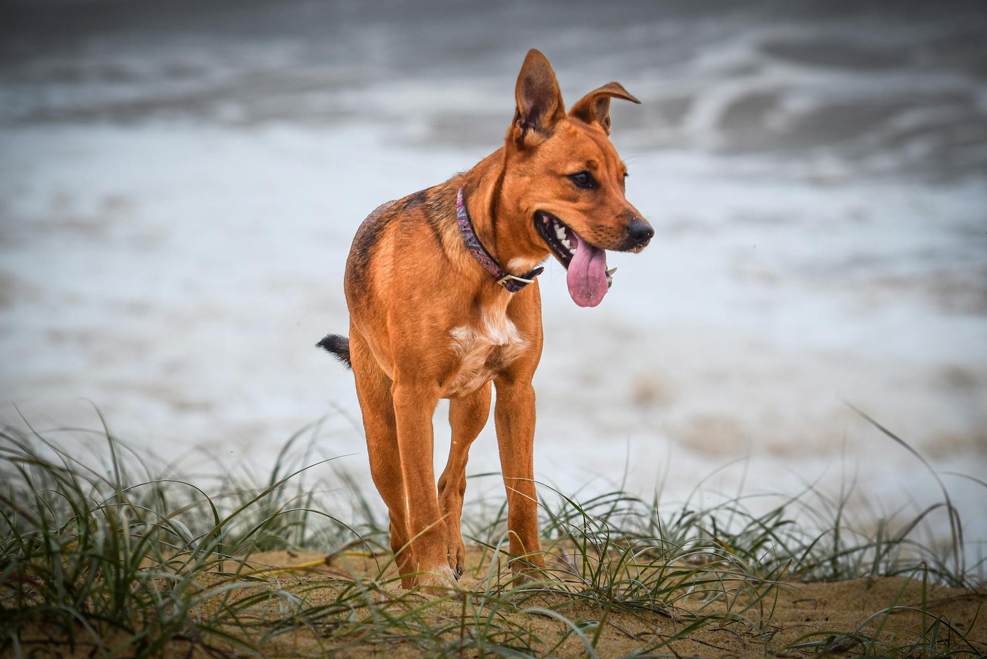 En pinscherhund på gräs