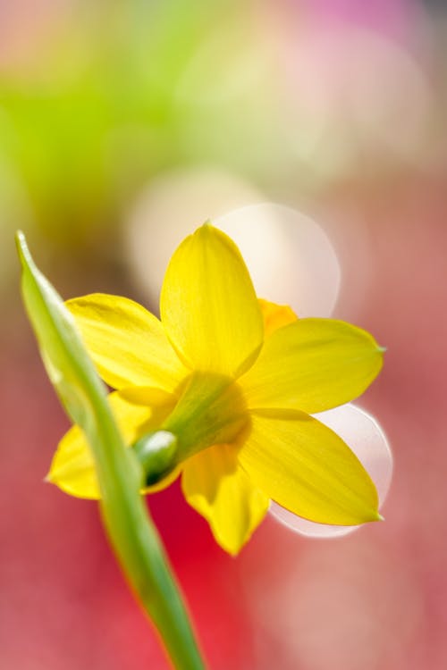 Close-Up Shot of a Narcissus in Bloom