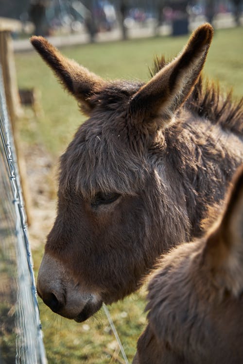 Close-Up Shot of a Donkey