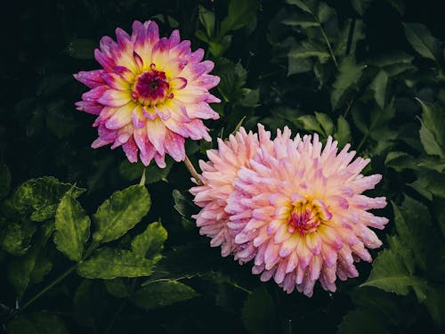 Close-Up Shot of Purple Dahlia in Bloom