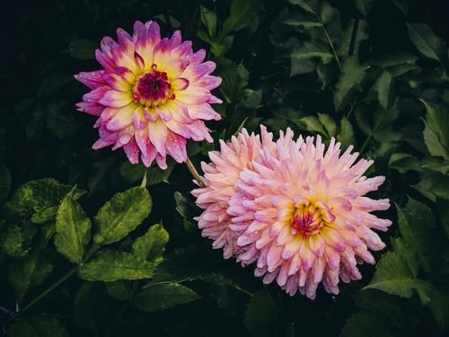 Free Close-up of purple and pink dahlias with lush green foliage, showcasing their vibrant petals. Stock Photo
