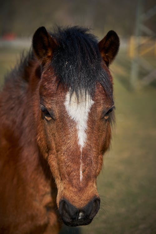 Free Brown and White Horse in Close Up Photography Stock Photo