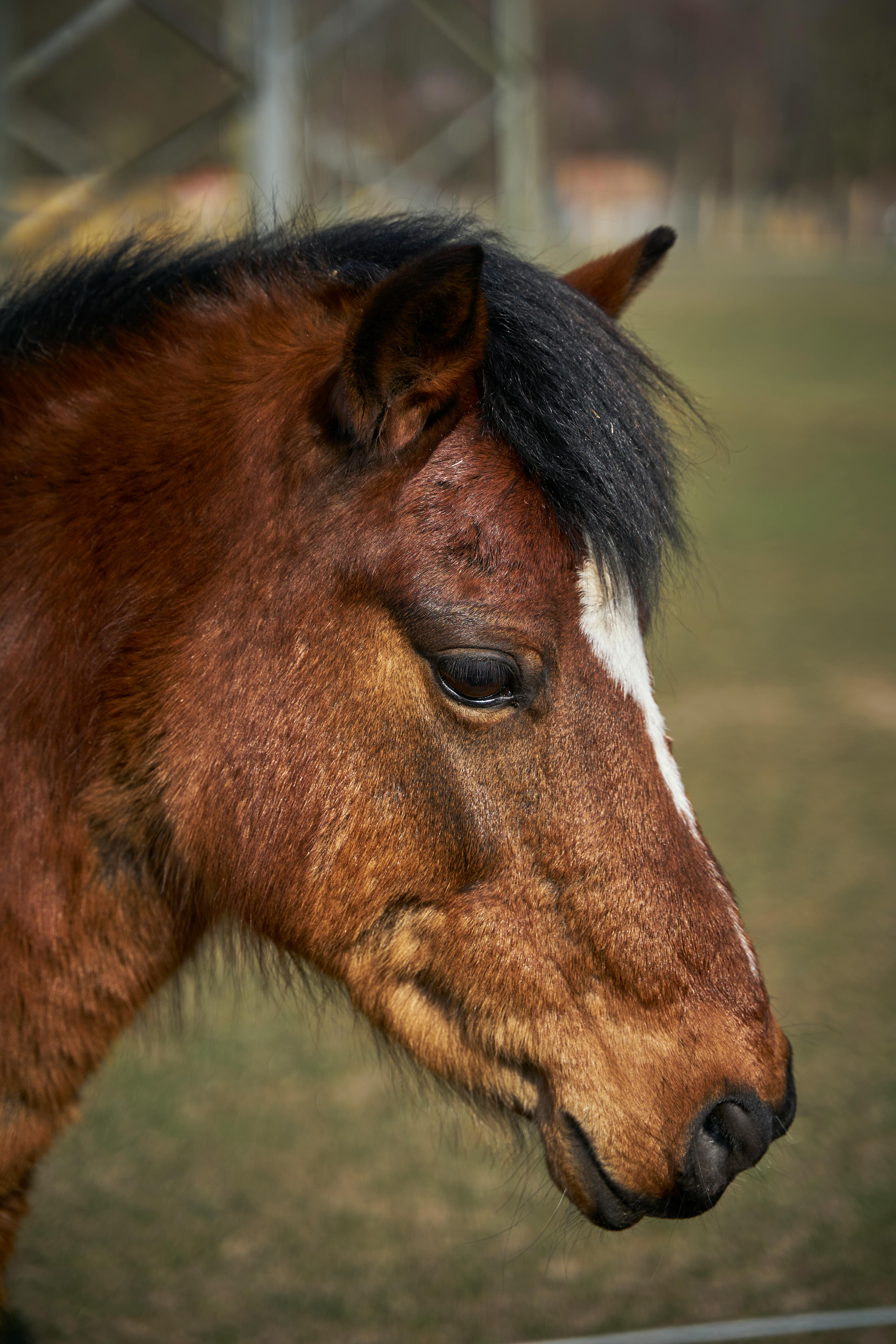 close up photo of a brown pony