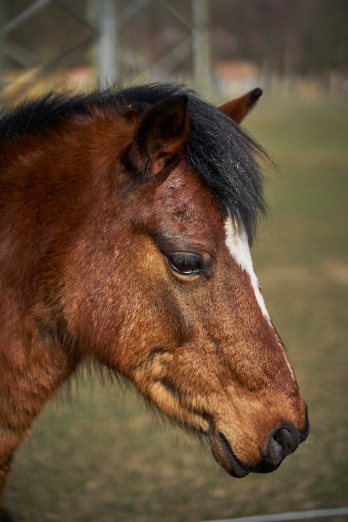 Free Close Up Photo of a Brown Pony Stock Photo