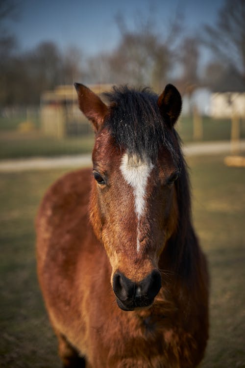 Fotos de stock gratuitas de animal, caballo marrón, césped