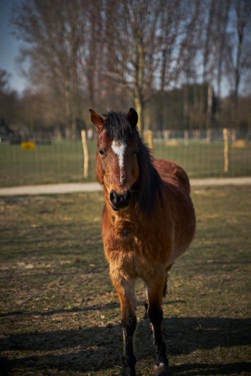 Free A Brown Horse on a Grassy Field Stock Photo