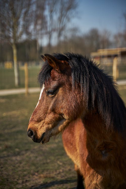 Close-Up Shot of a Brown Horse