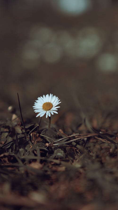 Free Close-Up Shot of a White Daisy in Bloom Stock Photo