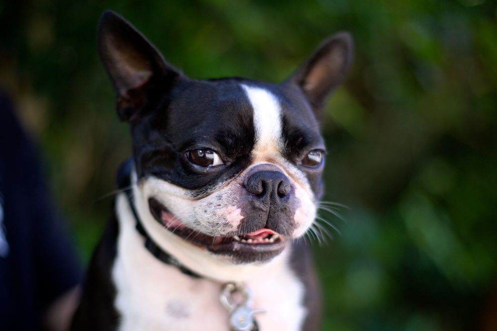 Boston Terrier, photo 5