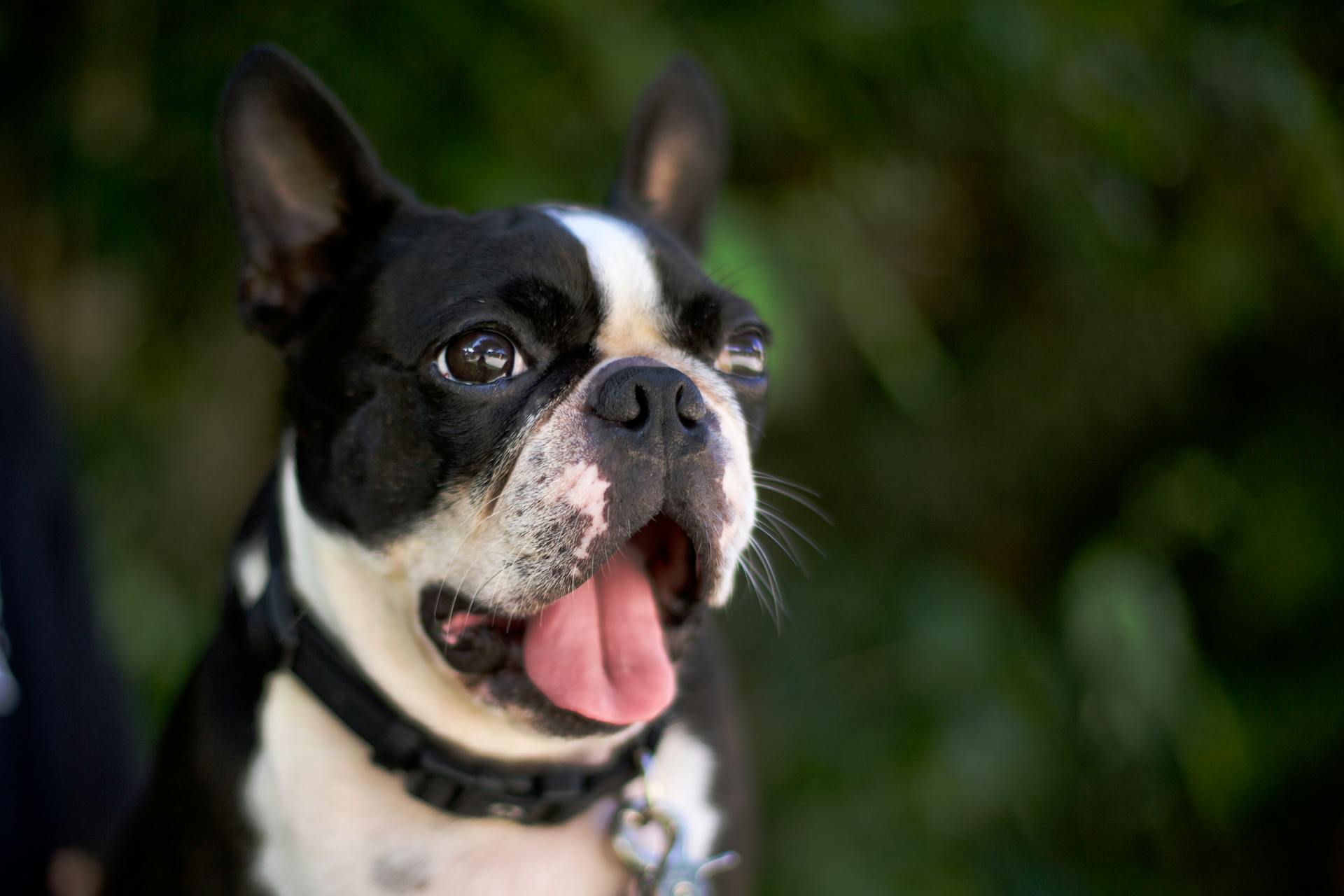 French Bulldog in Close Up Photography