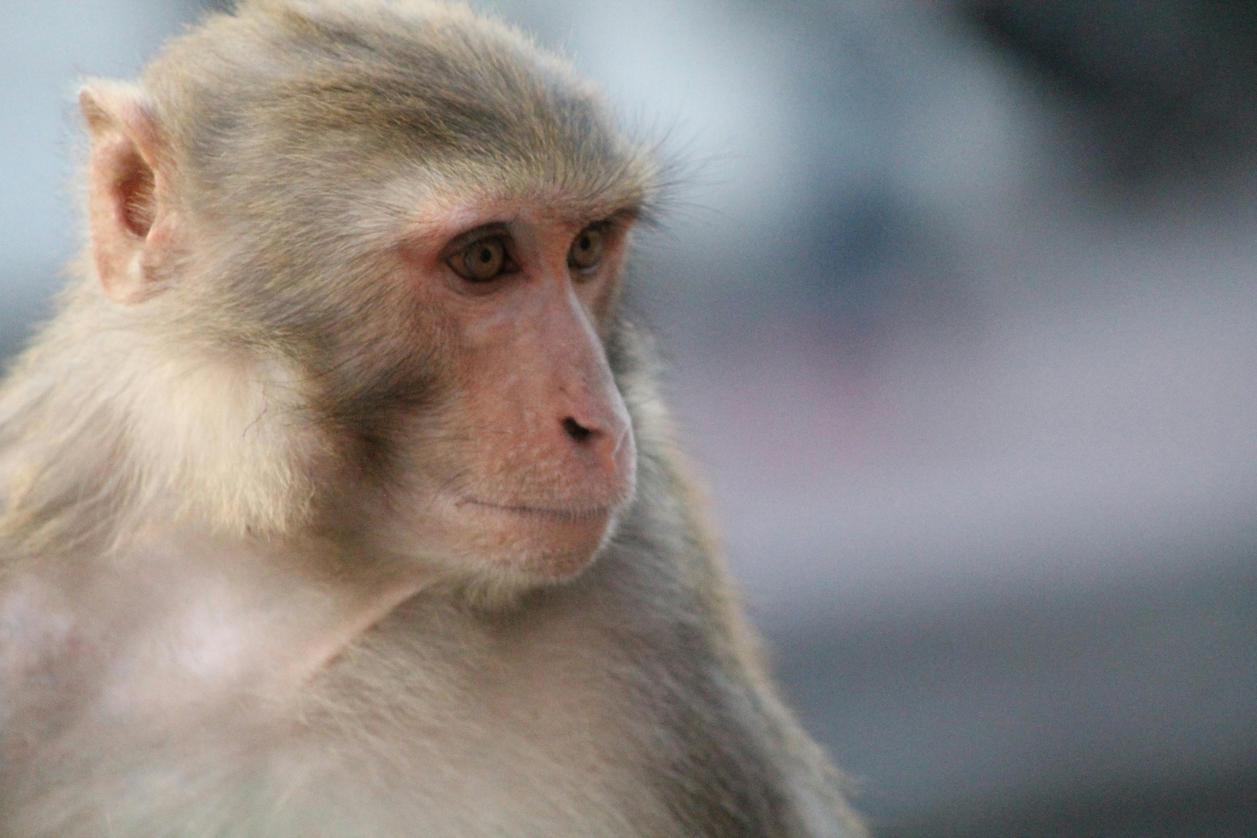Free stock photo of monkey, Pashupati Temple, temple