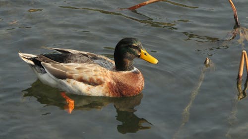 Close-Up Shot of a Mallard Duck Swimming on the Lake