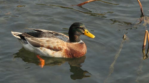 Darmowe zdjęcie z galerii z anatidae, anseriformes, fotografia ptaków