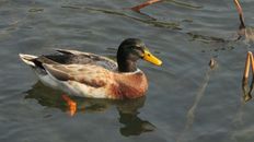 Close-Up Shot of a Mallard Duck Swimming on the Lake