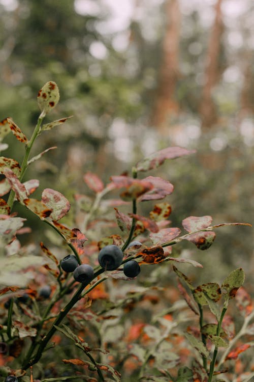 Close up of Berries in Nature