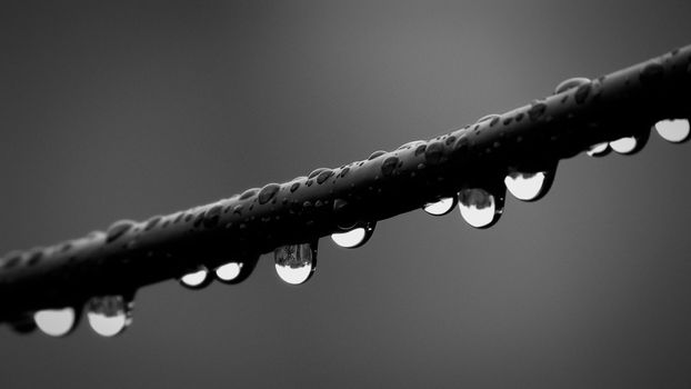 Artistic black and white close-up of raindrops forming on a branch, creating a moody atmosphere.