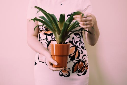 Person Holding Brown Pot With Green Leaf Palm