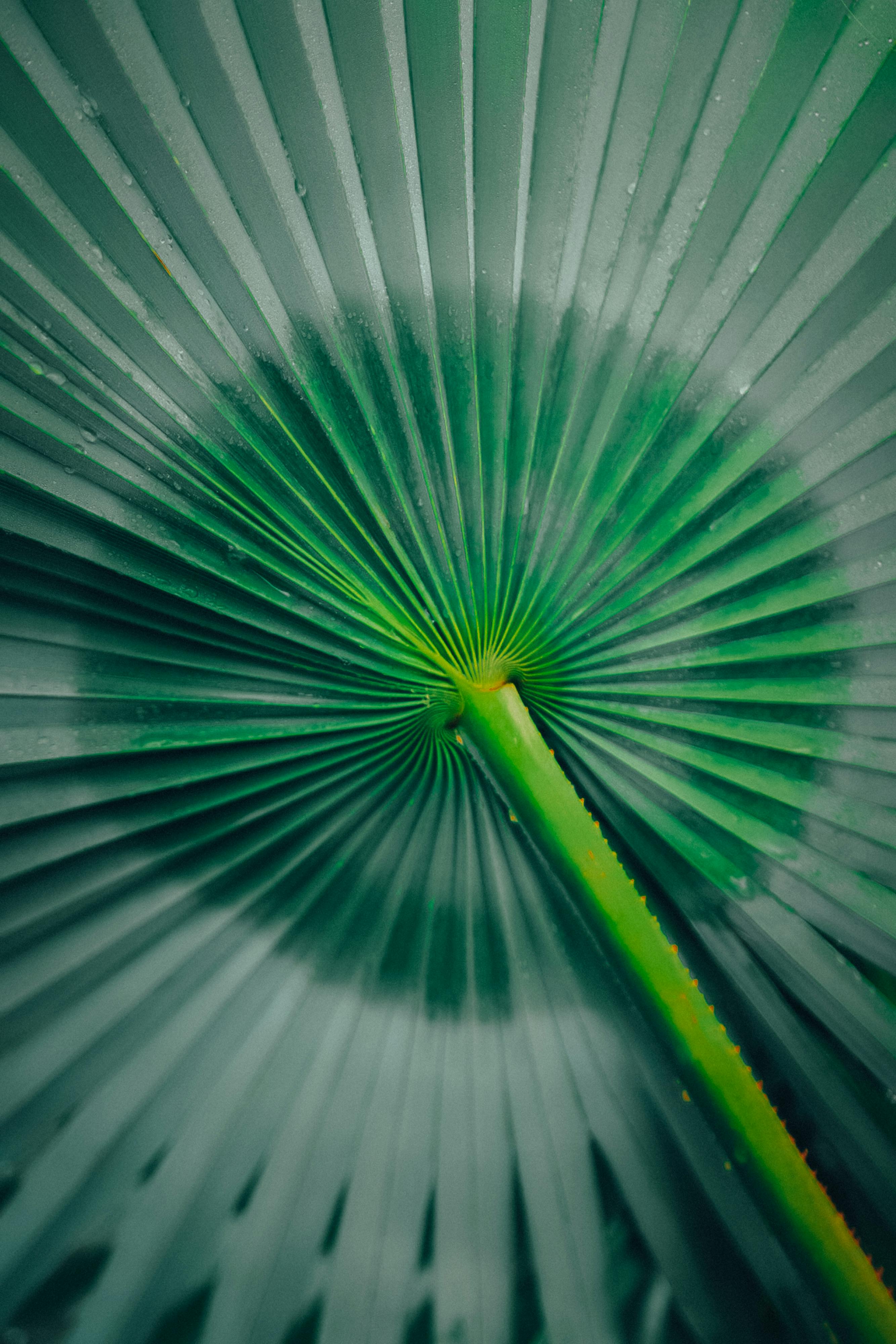 Captivating close-up of a green palm leaf showcasing a radial pattern in a vertical shot.
