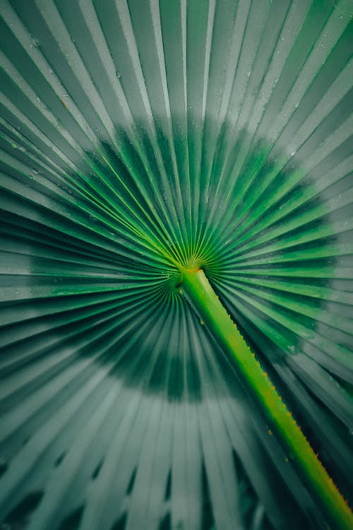 Palm Leaf in Close Up Photography