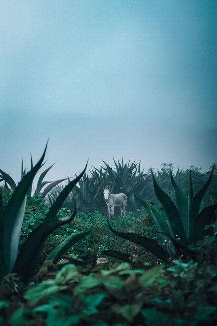 A serene white horse stands amidst lush greenery and fog, creating a mystical natural scene.