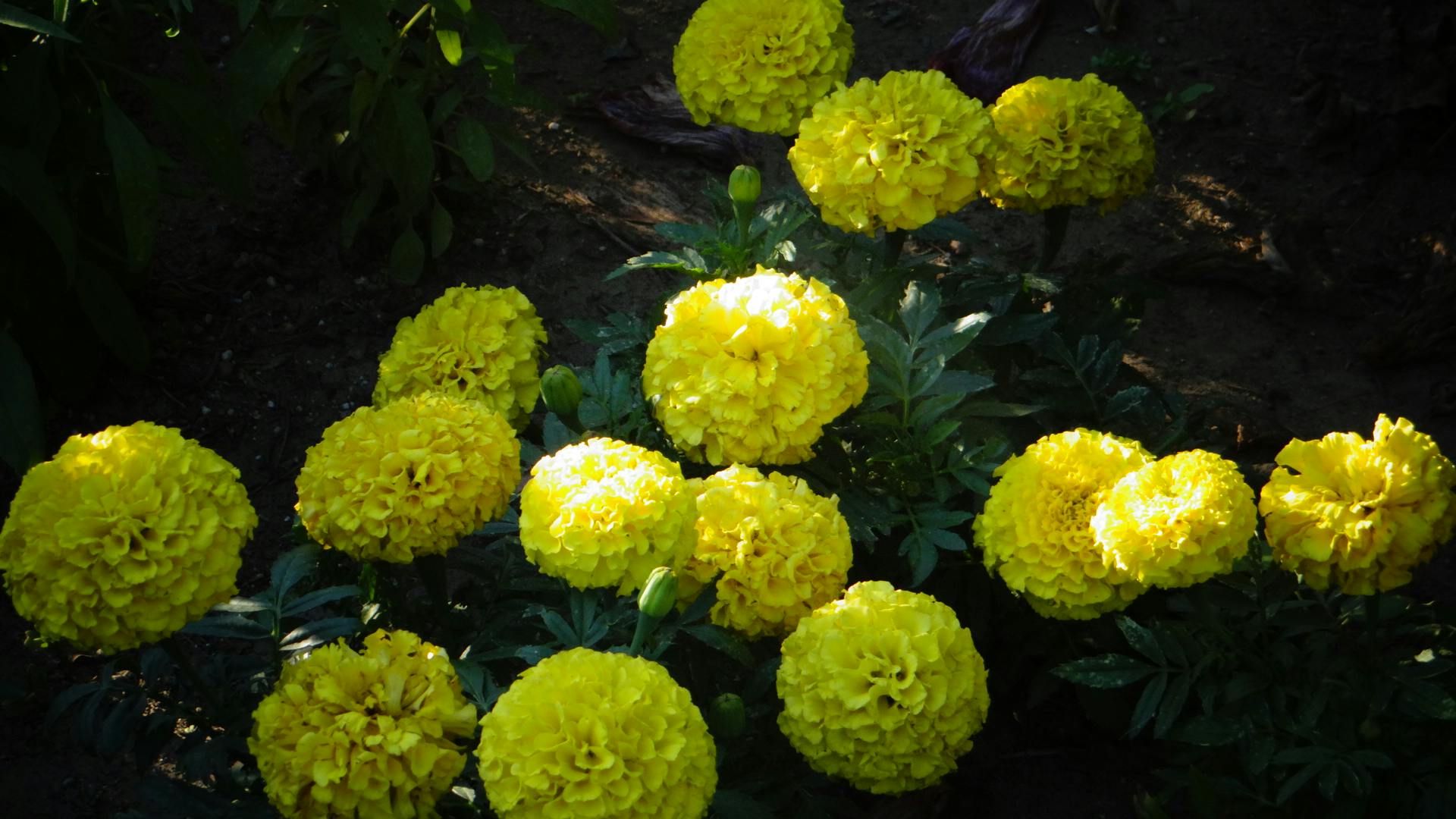 Free stock photo of golden yellow, green, yellow flowers