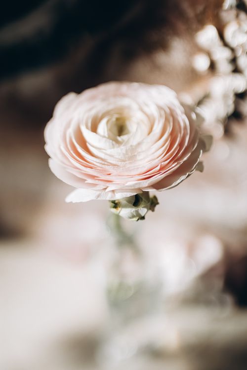 Free Close-up of a delicate white ranunculus flower with soft focus and warm tones. Stock Photo