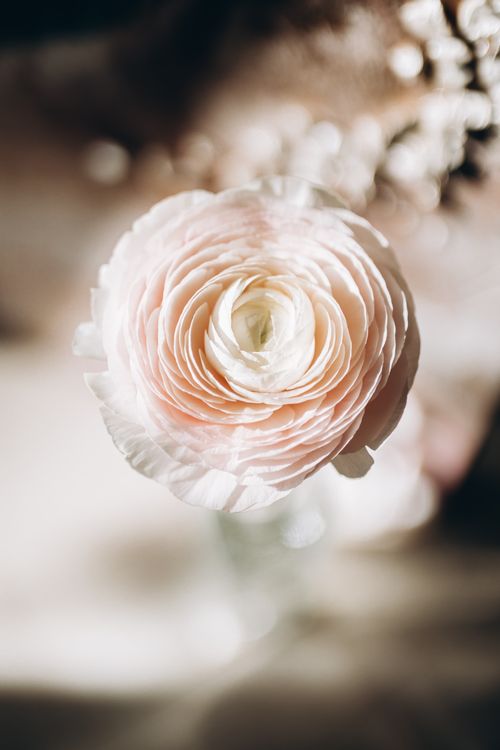 Free A close-up of a white ranunculus flower with soft, delicate petals in warm, natural light. Stock Photo