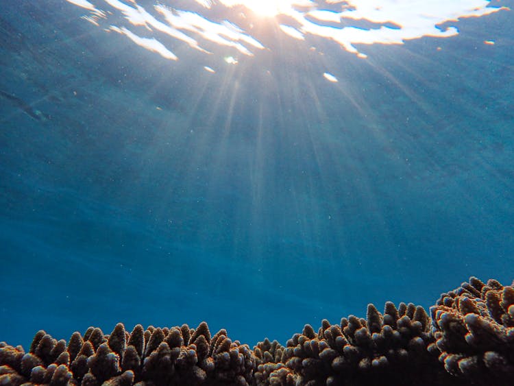 Coral Reefs Under Body Of Water