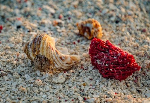 Close-up of Coral Reef and Hermit Crabs on Sand 