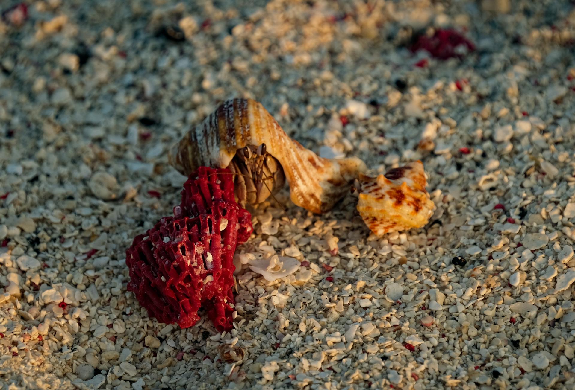 Close-up of a hermit crab on a sandy beach with coral and seashells at sunset.