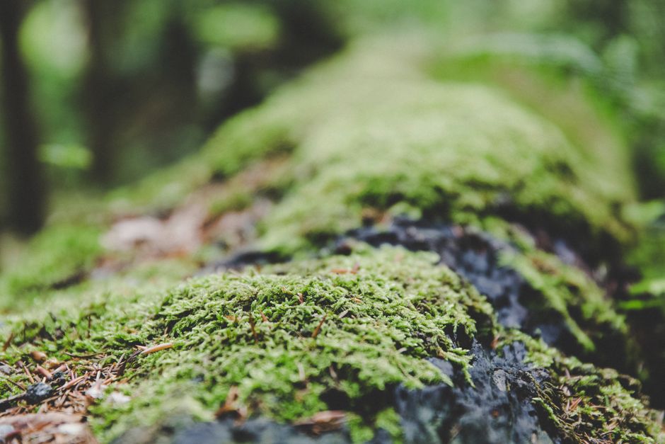 Macro close-up of bright green moss growing on a surface — examining whether tree moss is harmful to trees