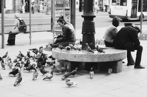 Free stock photo of people, pigeons