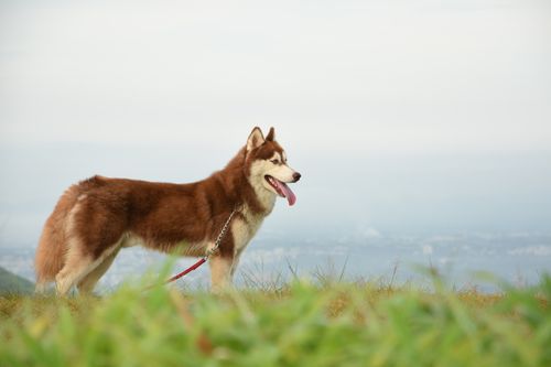 Free A Siberian Husky standing in a green field with a leash, enjoying nature. Stock Photo
