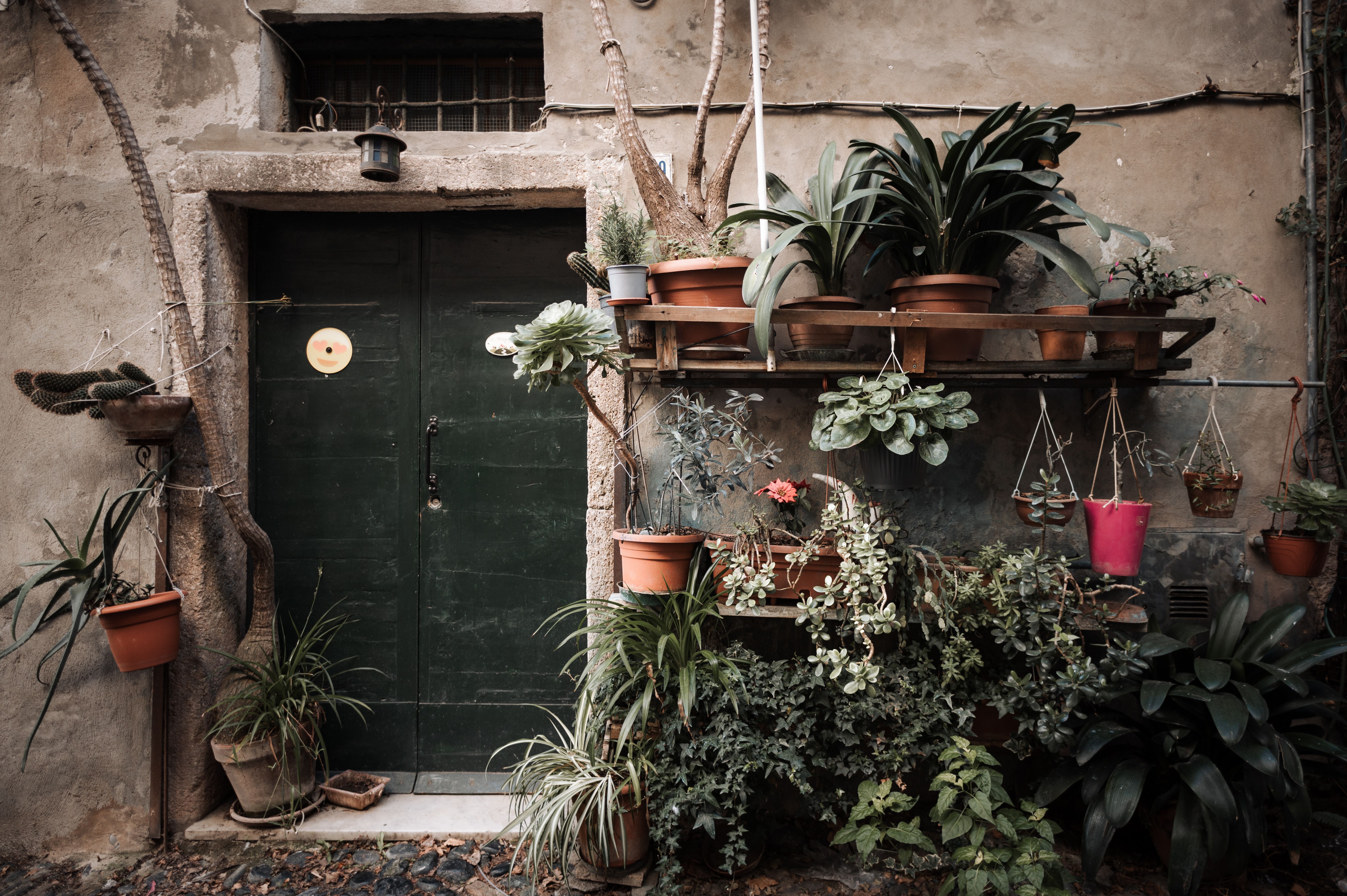 A rustic doorway adorned with lush potted plants and greens, creating a charming garden vibe.