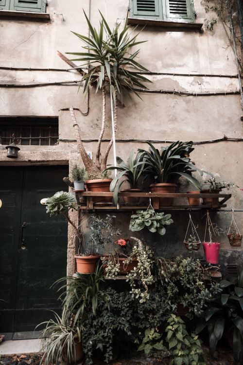 Free Vertical shot of potted plants on rustic urban building facade - perfect for nature lovers. Stock Photo