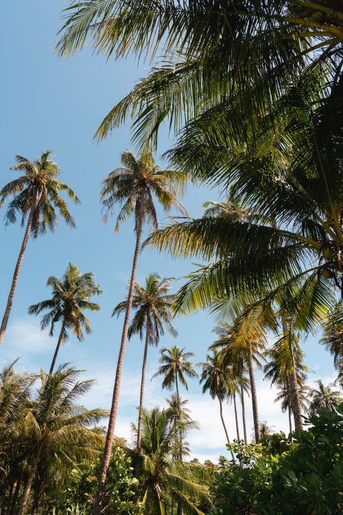 Free A serene view of tall palm trees under a bright blue sky, suggesting a tropical paradise. Stock Photo