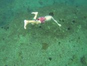 A person exploring the sea floor, engaged in underwater swimming near ocean wildlife.