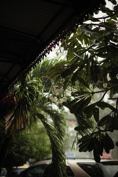 Lush tropical vegetation under a rain shower, with visible droplets on leaves.
